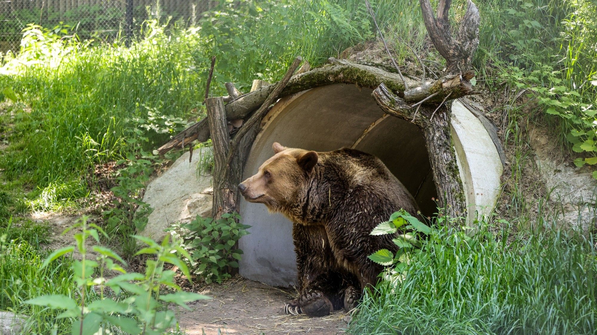 V sobotu, 13. júna, bol v ZOO Bratislava z vážnych zdravotných dôvodov eutanazovaný medveď hnedý, menom Felix.