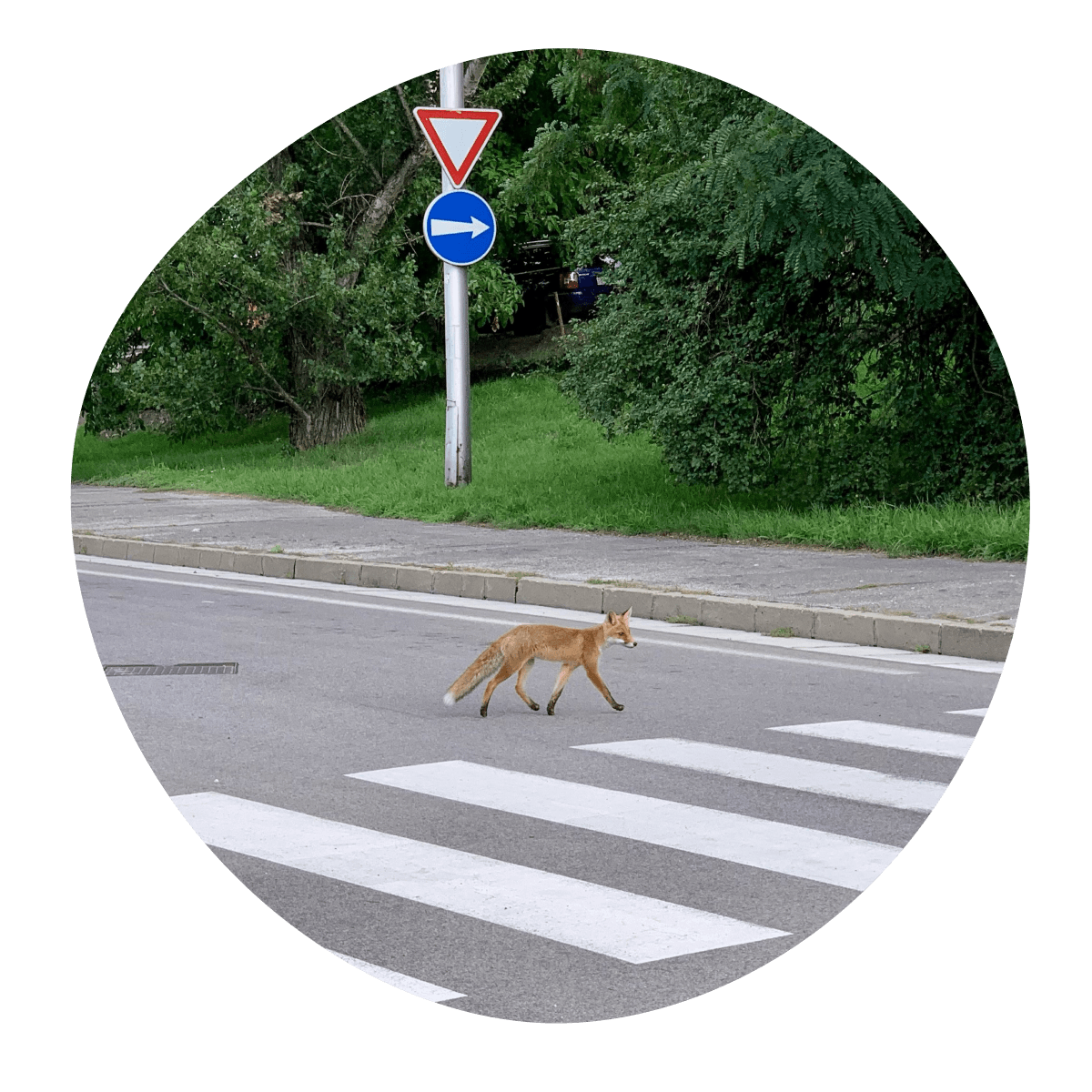Fotka - líška prechádzajúca cez cestu